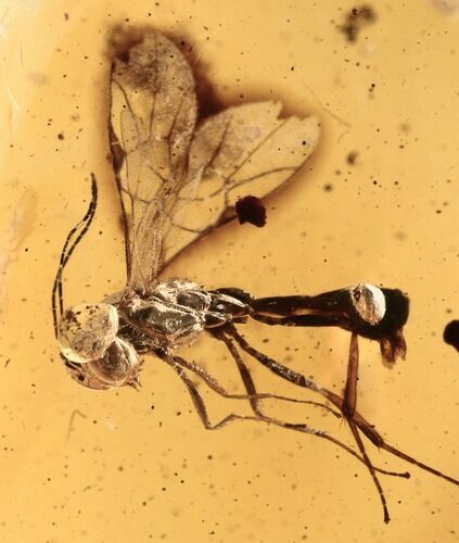 Fossil Parasitoid Wasp (Braconidae) In Baltic Amber #270649